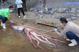 Aparece vivo en Japón un raro calamar gigante