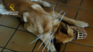 Investigado un vecino de la comarca de Pamplona por maltrato: tenía una perra con bridas atadas al cuello que le impedían comer  y beber