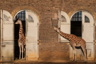 Los zoológicos más antiguos del mundo que aún se pueden visitar hoy