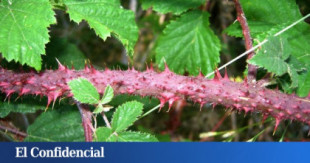 Una zarza hasta ahora nunca vista en la Península florece en la Sierra de Guadarrama