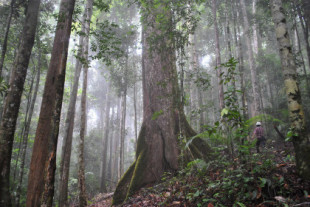 Hemos hallado bosques en Borneo que llevan cuatro millones de años existiendo sin inmutarse