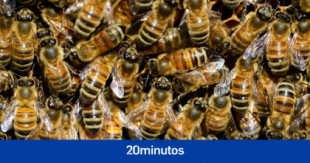 Las 400.000 abejas robadas en una finca escapan de sus ladrones y logran volver a casa