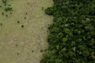 La historia de los agricultores brasileños que convirtieron una sabana en un bosque frondoso