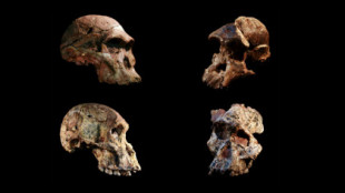 Los fósiles de australopitecos de Sudáfrica son tan antiguos como ‘Lucy’