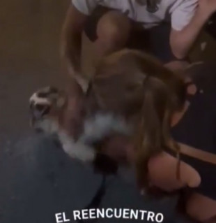 Un perro cae al mar desde un barco camino a Ibiza, sobrevive y llega a nado hasta Águilas, en Murcia