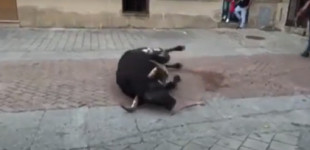 PACMA denuncia la muerte a tiros de los toros en las fiestas de San Juan de Coria