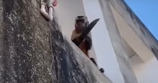 Un mono armado con un cuchillo siembra el terror en un barrio de Brasil