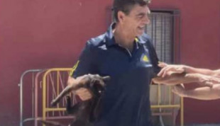 Un camarero asesina a un gato delante de los clientes en una venta de Sevilla