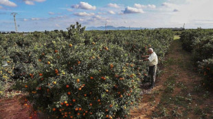 Los agricultores denuncian que los intermediarios "se están forrando" con el precio de la fruta