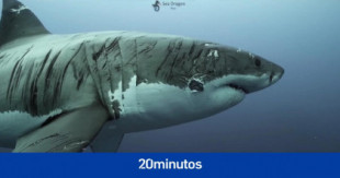 Las espectaculares imágenes de un tiburón cubierto de cicatrices tras años de luchas bajo el mar