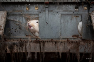 La quiebra económica de una “fábrica de mascotas” le cuesta la vida a miles de animales