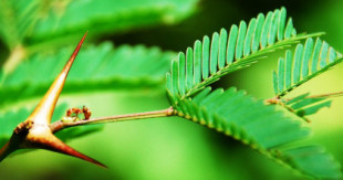 Como las plantas convirtieron a las hormigas en sus esclavas