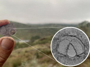Hallado en Huelva un fósil con más de 500 millones de años