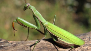 Llega la época de cría de la mantis religiosa: todos los secretos de este insecto 'alienígena'