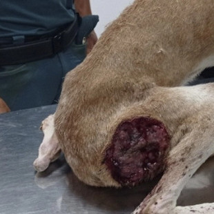 Una veterinaria denuncia un caso de maltrato en el que una propietaria se negó a tratar a su perro