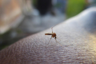 Los mosquitos no pican al azar: hemos descubierto otro factor por el que se sienten atraídos por ti