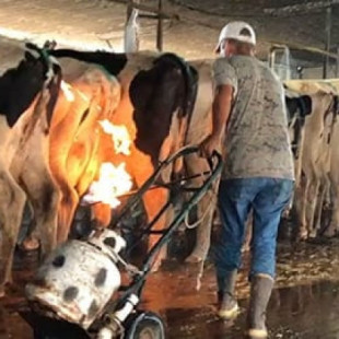 La verdad sobre la industria láctea: Sin censura