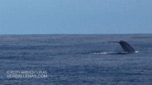 Avistadas dos ballenas azules a la altura del cabo de Matxitxako
