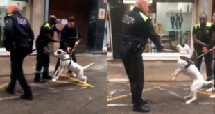 Un policía local de Terrassa golpea a un cachorro de perro