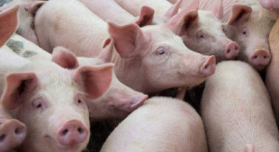 Detectan listeria y graves fallos higiénicos en la carne española: la industria se juega 8.000 millones en exportaciones