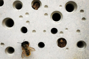 Brighton, refugio de abejas: así serán los ladrillos de sus nuevos edificios