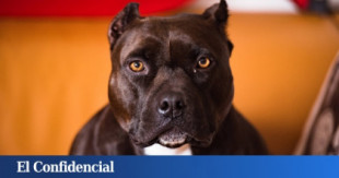 La realidad de las peleas de perros en España: animales abandonados y ningún maltratador en prisión