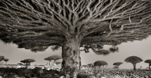 Pasa 14 años de su vida buscando los árboles más antiguos por todo el mundo