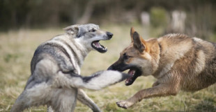 Los rituales de pelea de los perros: por qué nunca hay que recompensar al perdedor